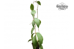 Hoya kloppenburgii (Habitus) - Currlin Orchideen