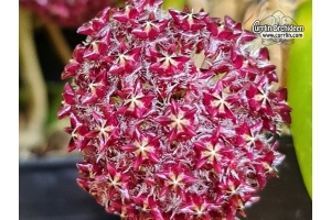 Hoya mindorensis BP01 (Flowers) - Currlin Orchideen