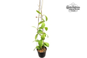 Hoya mindorensis BP01 (Habitus) - Currlin Orchideen