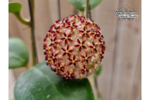 Hoya mindorensis PG12 (Flower) - Currlin Orchideen