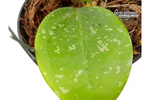 Hoya parasitica 'Heart Leaves Splash' (Leaves) - Currlin Orchideen