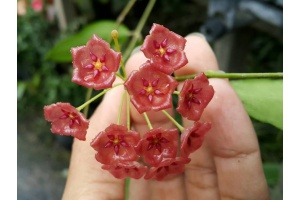 Hoya siariae 'Red Flowers' (Flowers) - Currlin Orchideen