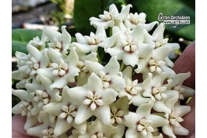 Hoya sp. UT 029 (Flowers) - Currlin Orchideen