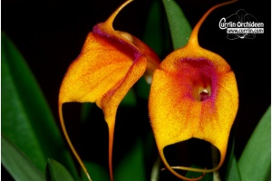 Masdevallia Red Halo '1758' (Currlin Orchideen)