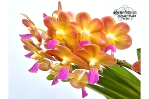Perreiraara Varachayo - Currlin Orchideen