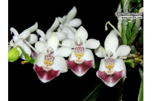 Phalaenopsis parishii - Currlin Orchideen