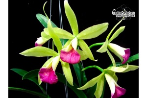 Procatavola Jairak Green Star 'Cute' - Currlin Orchideen