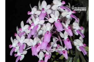 Seidenfadenia mitrata - Currlin Orchideen