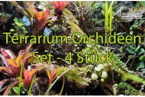 terrarium-orchideen-set 4x currlin orchideen 1176853447