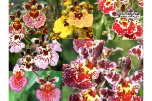 Tolumnia Hybride - Currlin Orchideen