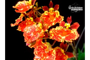 Tolumnia Jairak Firm 'Orange Spread' - Currlin Orchideen