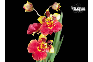 Tolumnia Jairak Flyer 'Cardinal Bird' - Currlin Orchideen