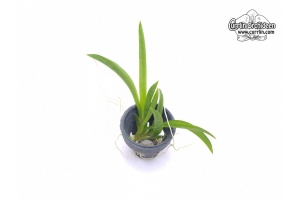 Tolumnia Jairak Rainbow Hybride - Currlin Orchideen