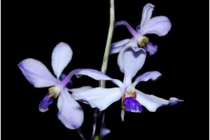 vanda coerulescens currlin orchideen