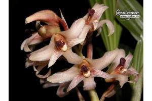 xylobium squalens currlin orchideen
