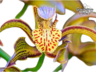 Cymbidium tracyanum - Currlin Orchideen