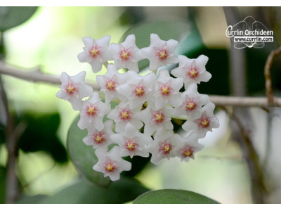 Hoya nummularioides (Flowers) - Currlin Orchideen