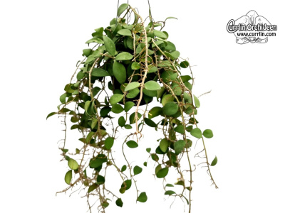 Hoya nummularioides (Habitus) - Currlin Orchideen