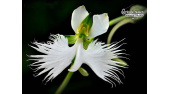 Habenaria radiata - Currlin Orchideen