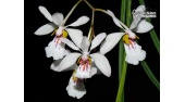 Holcoglossum wangii (Flowers) - Currlin Orchideen