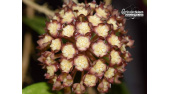 Hoya aff. finlaysonii 'Splash Leaves' (sp. Bahoi) (Flowers) - Currlin Orchideen