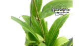 Hoya blashernaezii ssp. valmayoriana (Leaves) - Currlin Orchideen