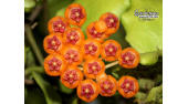 Hoya endauensis (Flowers) - Currlin Orchideen