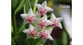 Hoya engleriana - Currlin Orchideen