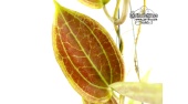 Hoya merrillii (Leaf) - Currlin Orchideen