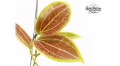 Hoya merrillii (Leaves) - Currlin Orchideen