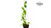 Hoya mindorensis 'Red Star' (Habitus) - Currlin Orchideen
