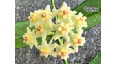 Hoya pandurata - Currlin Orchideen