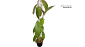 Hoya sp. Bahoi (aff. finlaysonii) (Habitus) - Currlin Orchideen