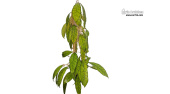 Hoya sp. Kalimantan nr.1 (Habitus) - Currlin Orchideen