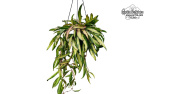 Hoya wayetii 'variegata' (Habitus) - Currlin Orchideen