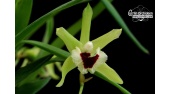 kefersteinia pulchella currlin orchideen