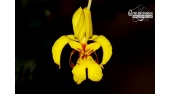 lockhartia serra currlin orchideen