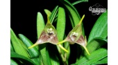 masdevallia bonplandii currlin orchideen