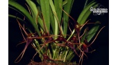 masdevallia herradurae currlin orchideen