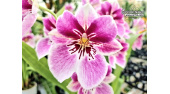 Miltoniopsis Pink Paint - Currlin Orchideen