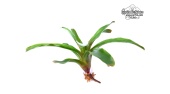 Neoregelia Fireball - Currlin Orchideen